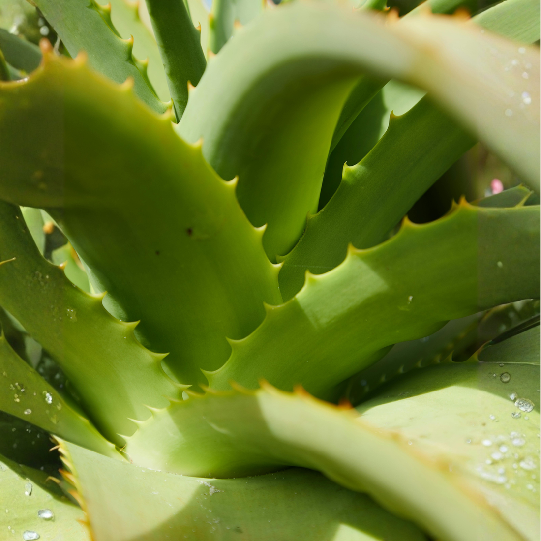 OPLINX PERSONAL CARE